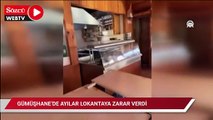 Ayılar lokantaya zarar verdi