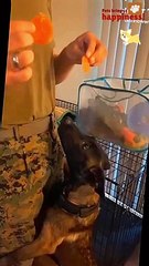 Funnypets moments p7