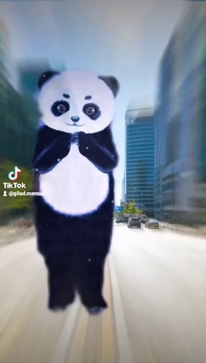 סרטון חמוד מאוד סוחף התרגשות בטיקטוק דוב פנדה שר שיר רקוד ברחוב מסתכל בה