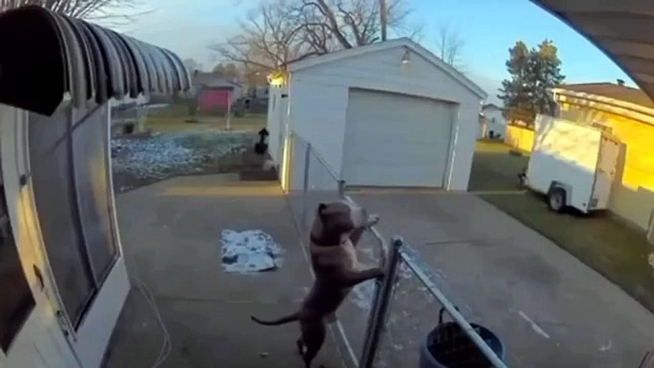 Funny animal videos