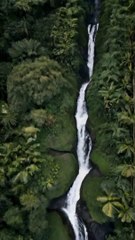 Dinosaurs still live in the Amazon.