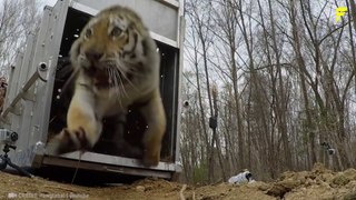 Watch These 50 Animals Being FREED For The First Time!