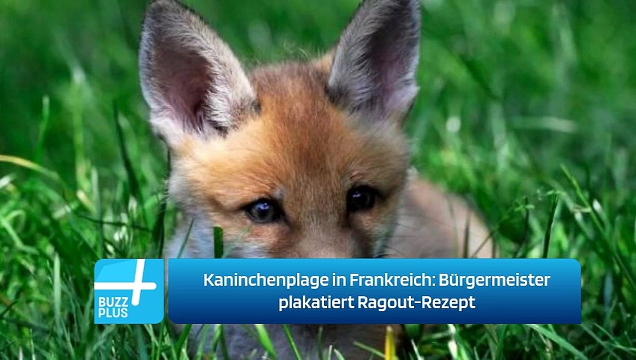 Kaninchenplage in Frankreich: Bürgermeister plakatiert Ragout-Rezept