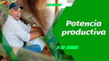 Cultivando Patria | Mérida potencia productiva en leche de vaca