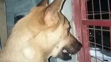 watch dog