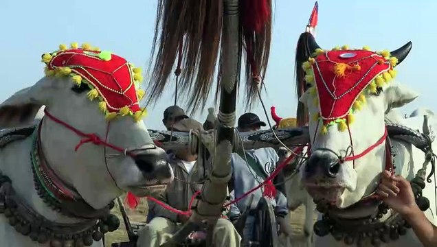 Cambodian villagers race oxcarts to safeguard centuries-old tradition