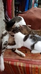 Cat Feeding