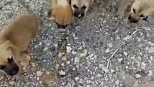 BABy dogs