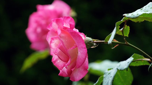 22.Orucun Kazandırdıkları 1-Gufranla Tüllenen İbadet Oruç M.Fethullah Gülen Sesli Kitap
