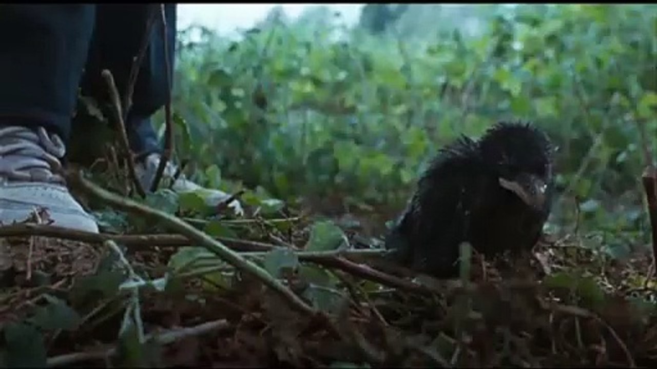 Little Bird Bande-annonce (NL)