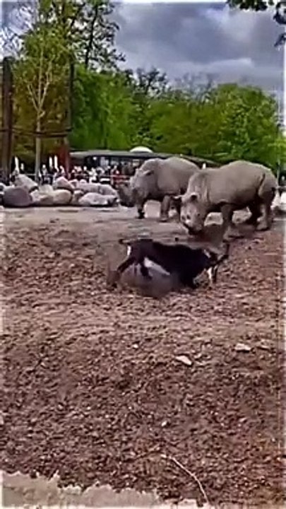 Goat VS 3 Rhinos