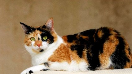 Mitos Kucing Belang Tiga Bisa Membawa Keberuntungan ???