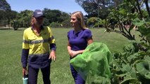Army of ladybirds released in Darwin to tackle destructive Mealybug population