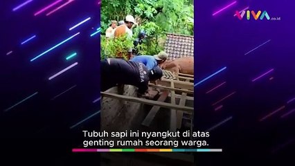 Gak Mau Ketinggalan, Sapi Nyangkut di Atap Rumah Warga