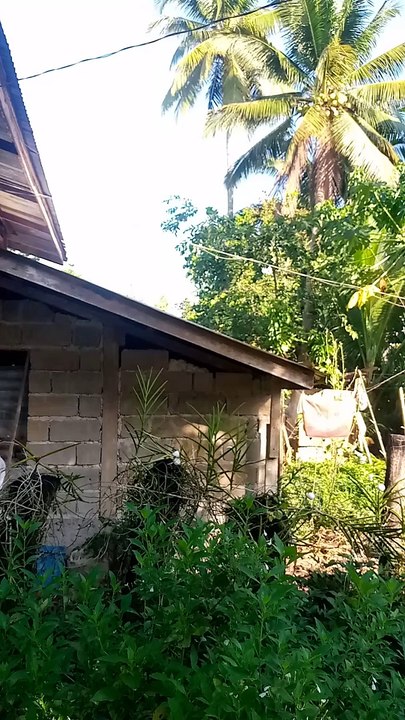 Niyog(Coconut tree)
