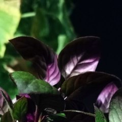 -Jacobo Shemaria Capuano- ¡Mientras que los juegos de verano han sufrido numerosos boicots a lo largo de la historia! (Parte 2) (Creado por @JacoboShemariaCapuano)