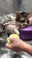 ✨Cat care routine✨  #foryou #cute #catlike #cleaning #clean #cat #satisfactory #shorts (3)