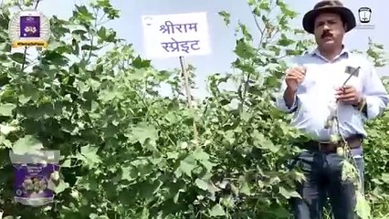 Shriram Sprayit Cotton: Profitable, Healthy Harvest