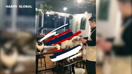 Kendilerini hemen belli ettiler: Smokin ve tekirin tatlı sert kavgası kahkahaya boğdu