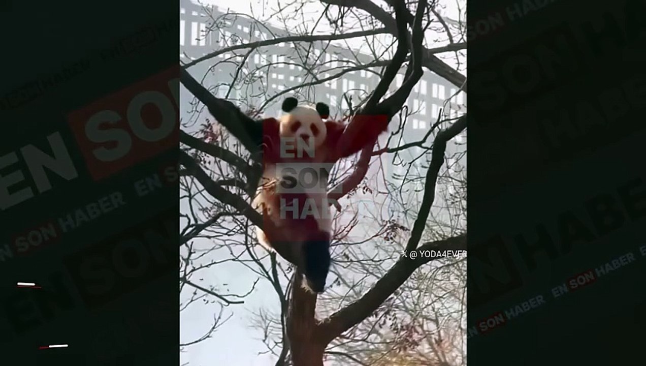 Ağacın tepesinde keyif yapan panda