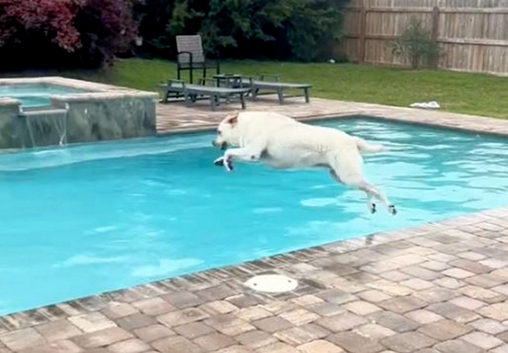 Lustiges Video zeigt wasserbegeisterten Hund, der sich weigert, aus dem Familienpool zu steigen