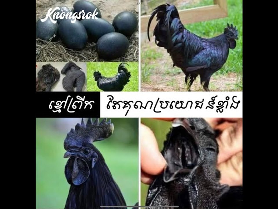 មាន់ខ្មៅ! ខ្មៅព្រីក តែតម្លៃថ្លៃដូចមាស និងអត្ថប្រយោជន៍ លើសពីការស្មាន!#Knongsrok #KnongsrokTV
