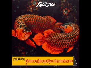 ប្រវត្តិ និងជំនឿទៅលើត្រីនាគ ដែលល្បីថាជាសត្វនាំលាភសំណាង#Knongsrok #KnongsrokTV #knongsrokkomsan