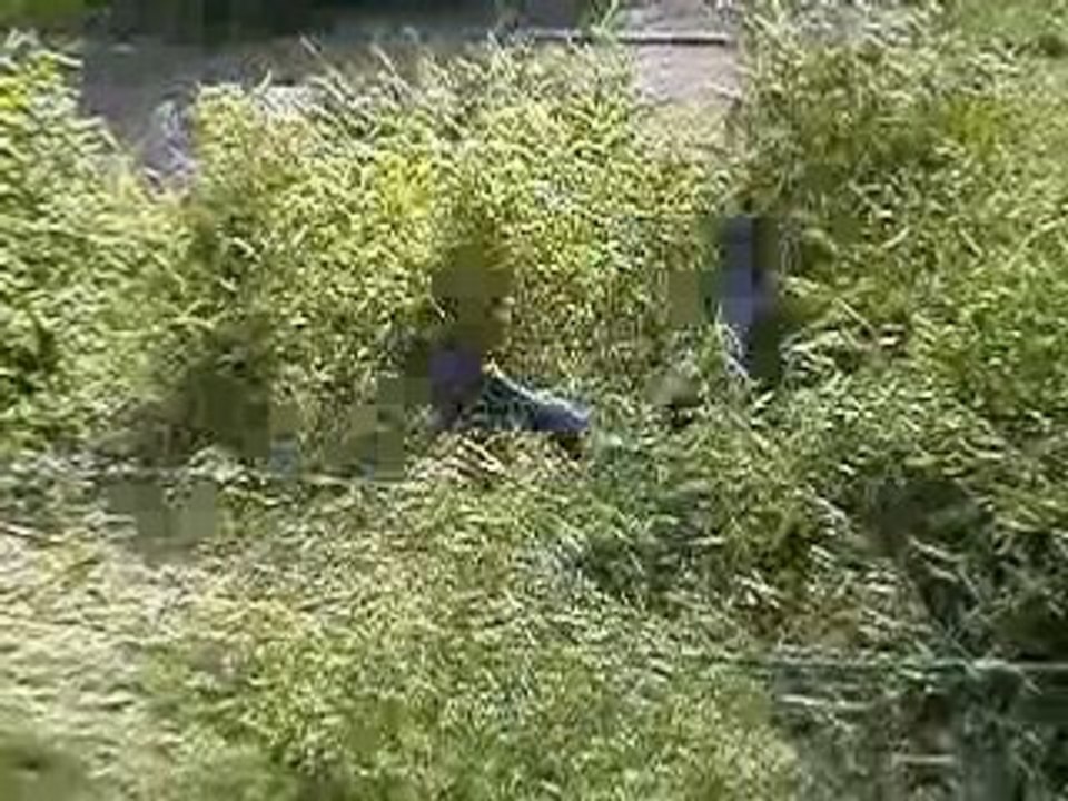 Le saut