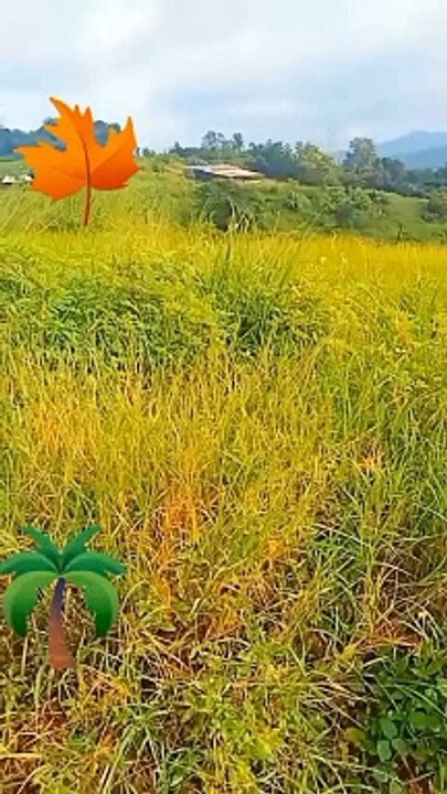 bundok