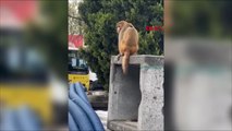 Fatih'te firari maymun