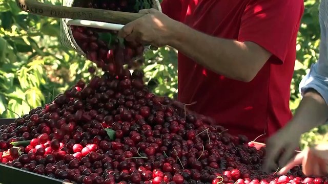 La Agrupación de Cooperativas Valle del Jerte, Pyme del Año 2023 de Cáceres