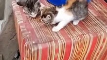 Cat Eating