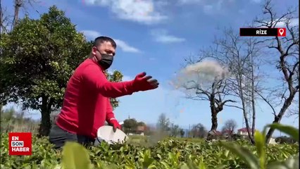 Rize'de 2024 yılı yaş çay sezonu için hazırlıklar sürüyor