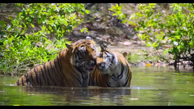 Tigres Bande-annonce (EN)