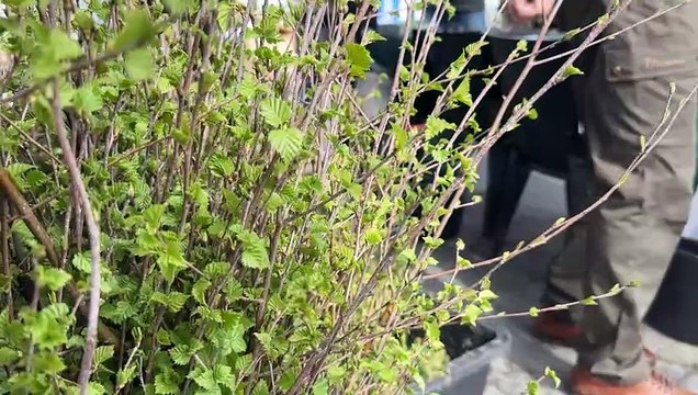 Kurier Lubelski - Drzewko za surowce wtórne - Chełm - V2