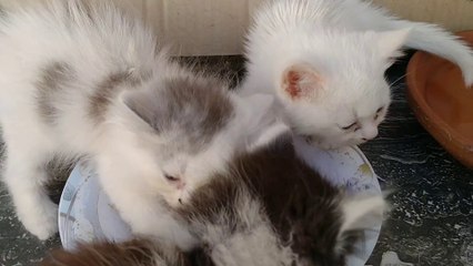 Hungry Mother Cat and Kittens After Fight and Playtime