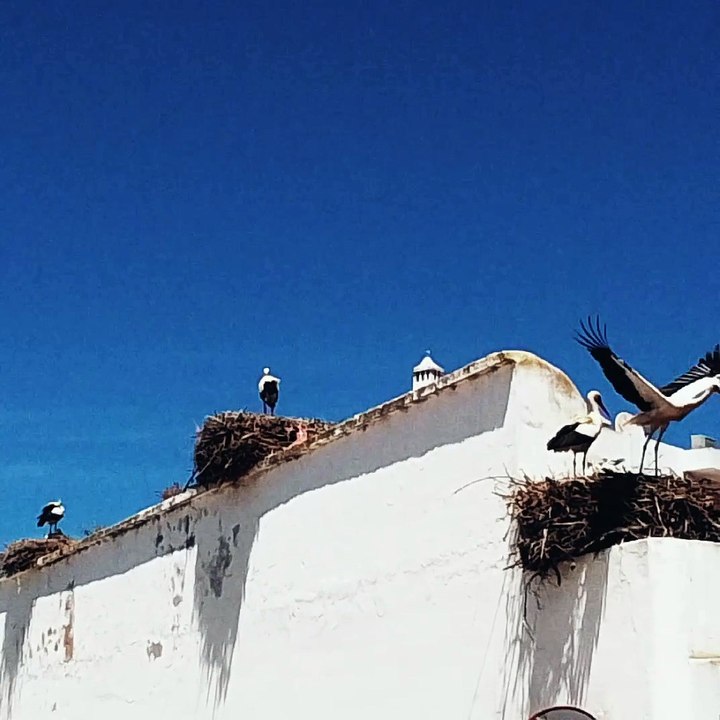 Cigogne life...