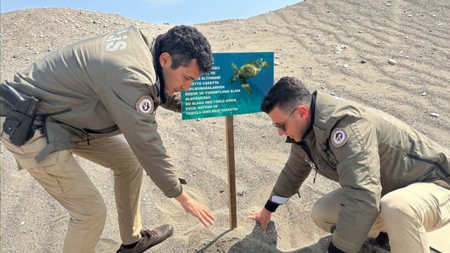 Caretta carettalar tehlike altında! Uyarı levhaları dikildi