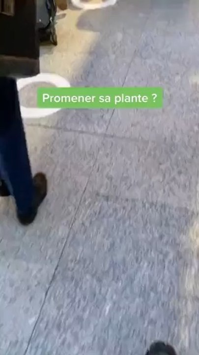 Promener sa plante ?