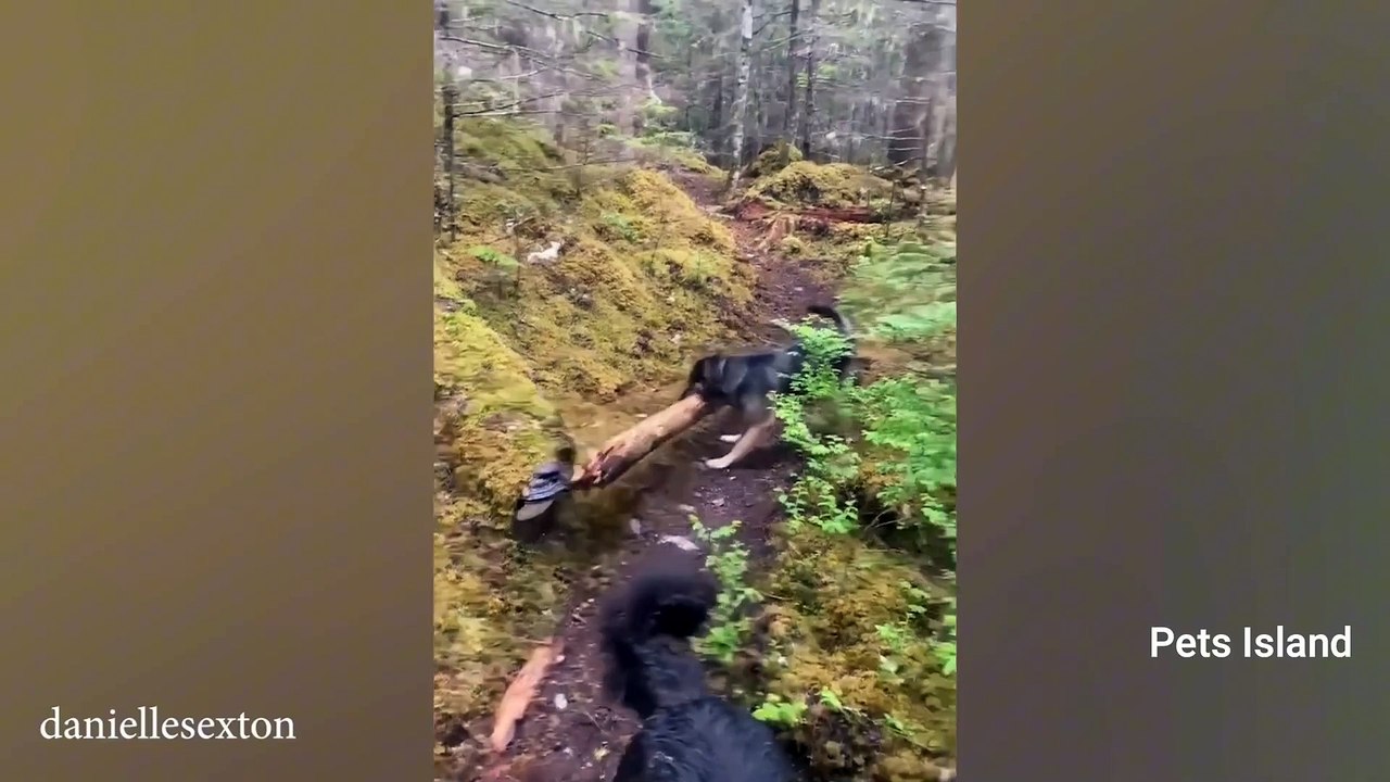Tiny German Shepherd Puppy Has His First Ever ARGUMENT WITH GOLDEN RETRIEVER BROTHER