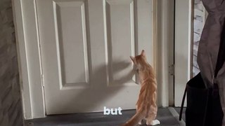 Ninja Cat UNLOCKS Door Like a Boss