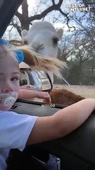Camel Crash | toddler Hilarious Drive Thru Safari Mishap