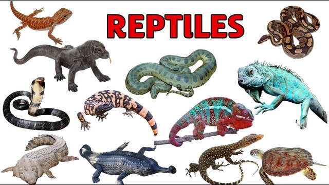 REPTILES | Reptiles video for kids | reptiles animals | reptiles names in english @amritanchalstudy