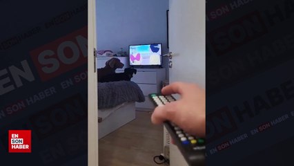 İzledikleri çizgi film kapatılınca sinirlenen köpekler