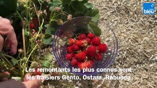 Roland Motte, jardinier : plantez des fraisiers