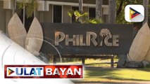 PhilRice, nakatutok sa paggawa at pagpapabuti ng iba't ibang klase ng binhi ng palay na angkop sa panahonPhilRice, nakatutok sa paggawa at pagpapabuti ng iba't ibang klase ng binhi ng palay na angkop...