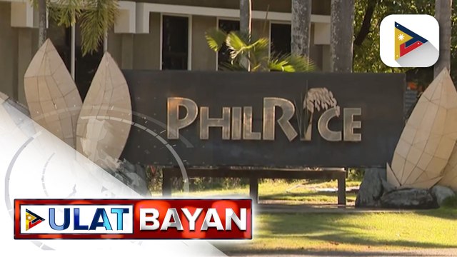 PhilRice, nakatutok sa paggawa at pagpapabuti ng iba't ibang klase ng binhi ng palay na angkop sa panahonPhilRice, nakatutok sa paggawa at pagpapabuti ng iba't ibang klase ng binhi ng palay na angkop...
