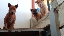 My babies
