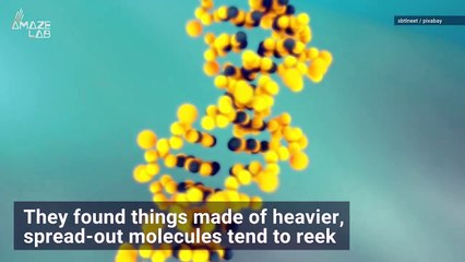 Science Reveals The Worst Smells in the World!