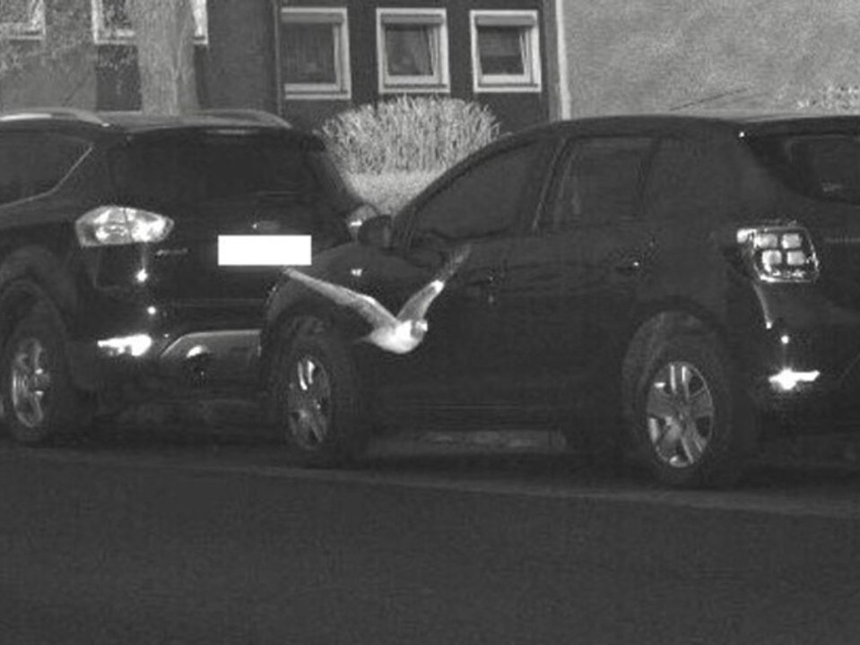 Taube geblitzt:  Polizei lässt 'gefiederte Verkehrssünderin' entkommen